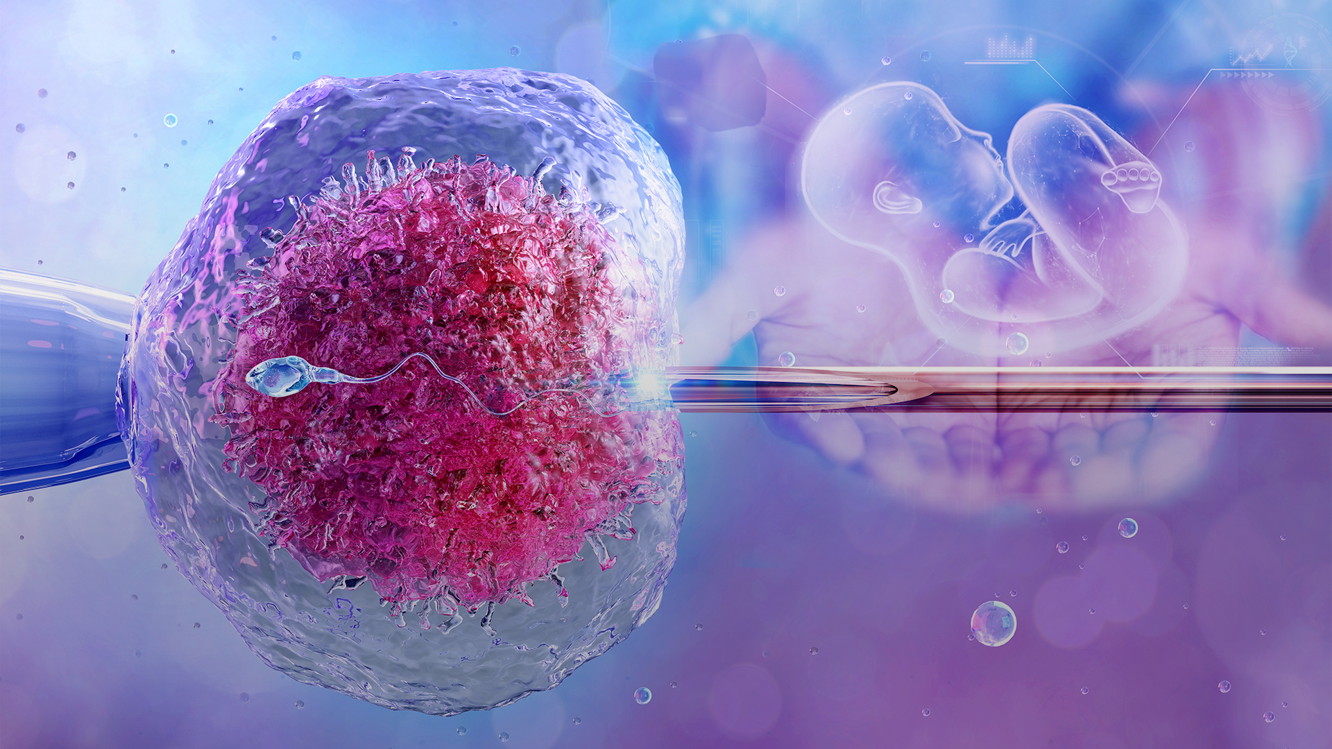 مراحل تشکیل جنین از ابتدا تا تــولد
